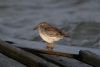 Purple Sandpiper at Southend Pier (Steve Arlow) (44280 bytes)